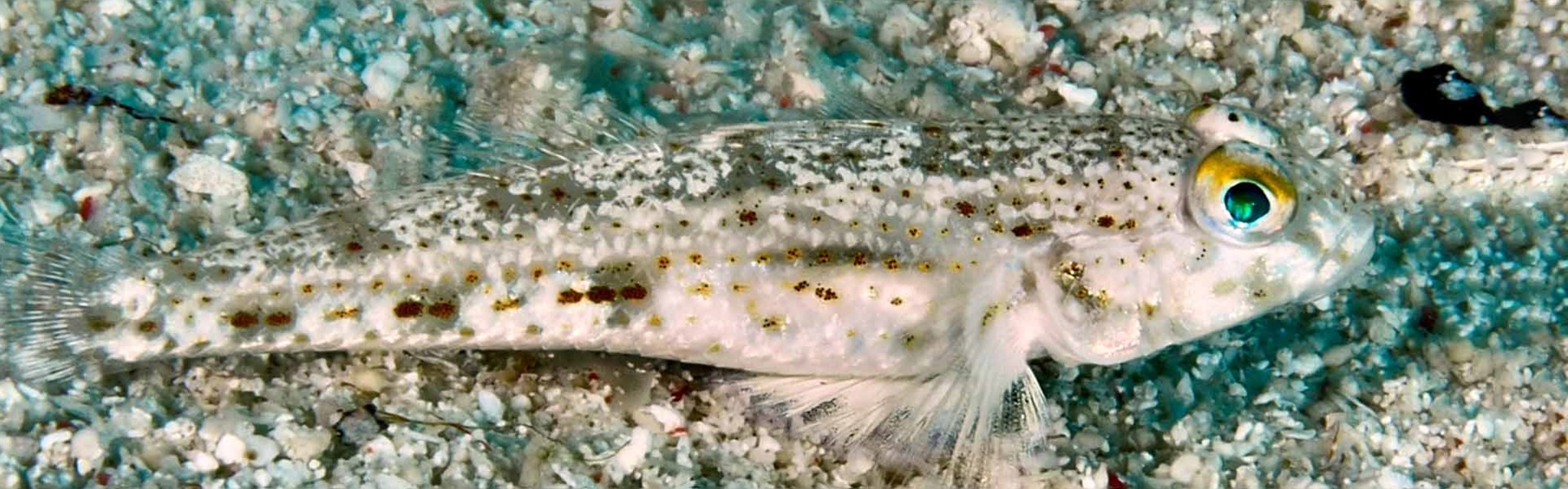 The Ornate Sandgoby